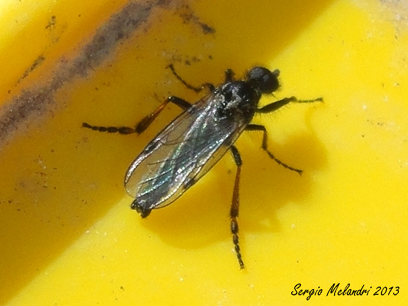 Bibionide da id.